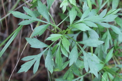 Bidens ostruthioides