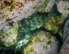 Aplodactylus lophodon