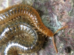 Henia vesuviana