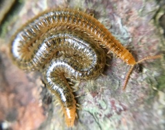 Henia vesuviana