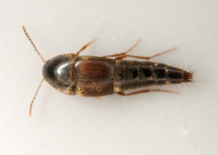 Sepedophilus marshami