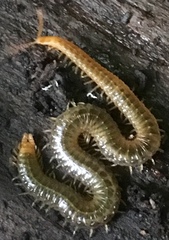 Henia vesuviana