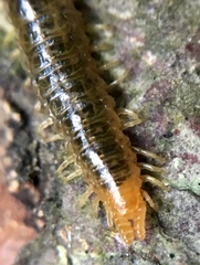 Henia vesuviana
