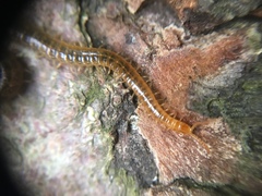 Henia vesuviana