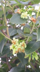 Vaccinium secundiflorum