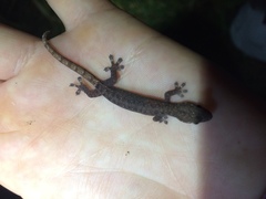 Hemiphyllodactylus typus