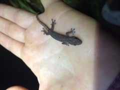 Hemiphyllodactylus typus