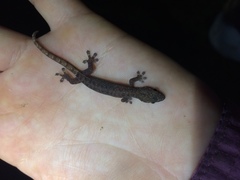 Hemiphyllodactylus typus