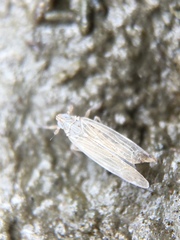 Prokelisia