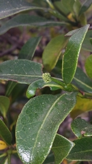 Psychotria brandneriana image