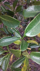 Psychotria brandneriana subsp. brandneriana image