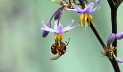 Mellitidia tomentifera