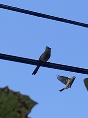 Cardinalis cardinalis