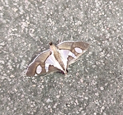 Glyphodes bicolor