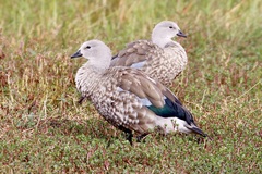 Cyanochen cyanoptera