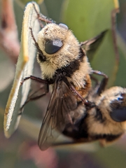 Cephenemyia
