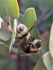Cephenemyia