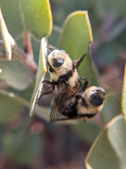 Cephenemyia