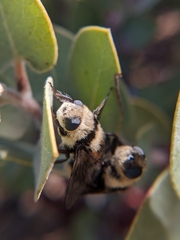 Cephenemyia