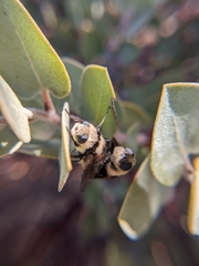 Cephenemyia