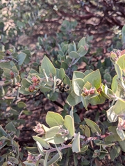 Cephenemyia