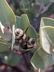 Cephenemyia