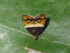 Choreutis xanthogramma