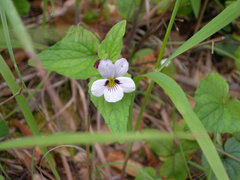 Viola ocellata