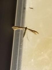 Stenoptilia
