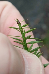 Podocarpus acutifolius