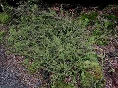 Podocarpus acutifolius