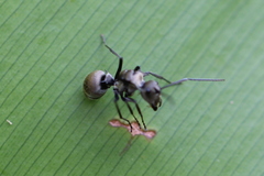 Polyrhachis foreli