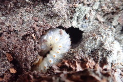 Pericoptus truncatus