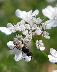 Acraspisa