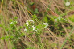 Asperula scoparia