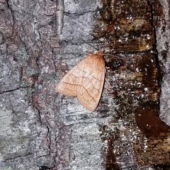 Pyreferra hesperidago