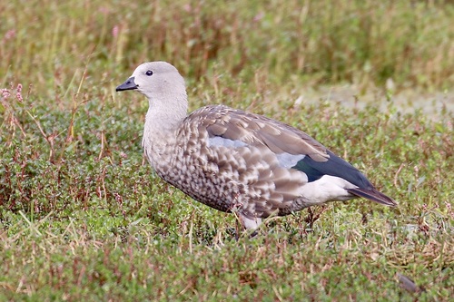 Blue-winged Goose