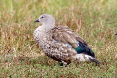 Cyanochen cyanoptera