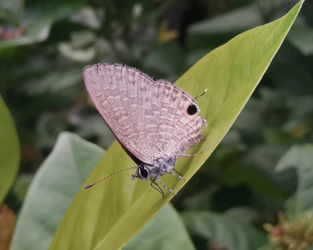 Common Line Blue
