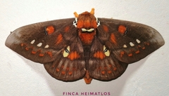 Procitheronia fenestrata