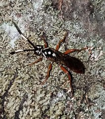 Cratichneumon w-album