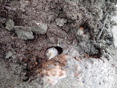 Pericoptus truncatus