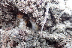 Pericoptus truncatus