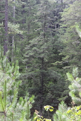 Abies guatemalensis