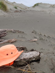 Pericoptus truncatus