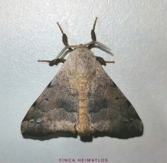 Apatelodidae