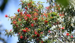 Stenocarpus sinuatus