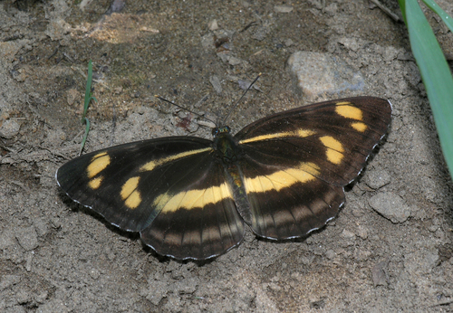 Korean yellow sailer