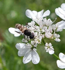 Acraspisa