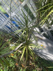 Dracaena reflexa angustifolia